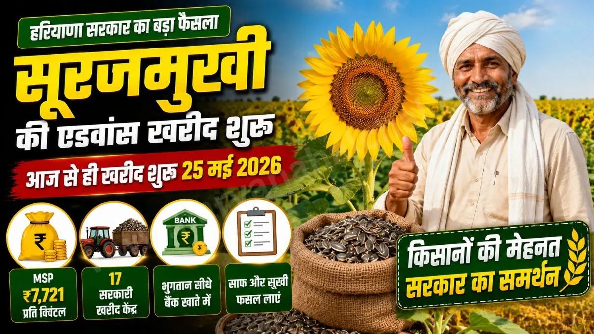 Procurement Sunflower Haryana
