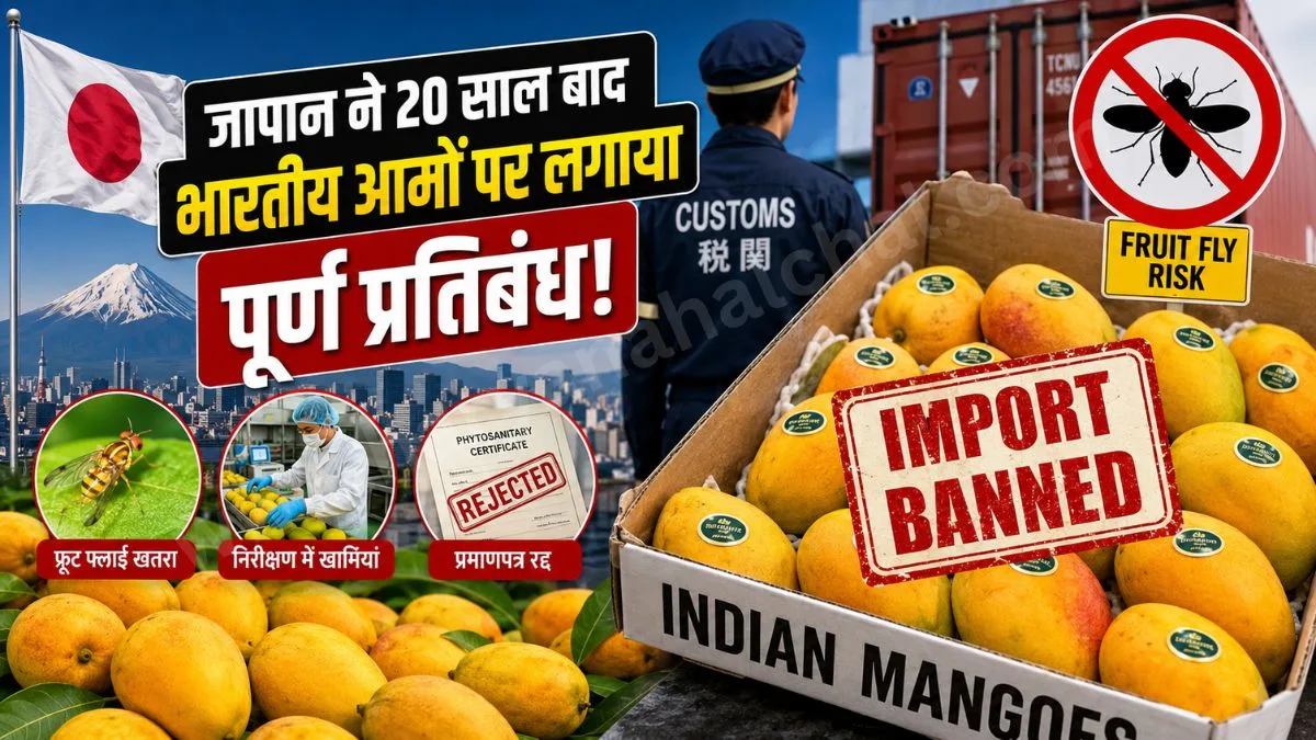Indian Mango Export Ban 2026